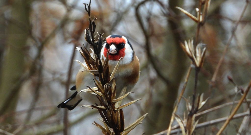 Szczygieł (Carduelis carduelis)