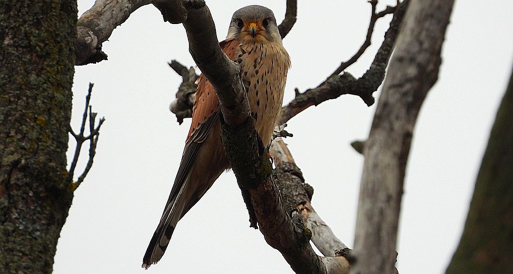 Pustułka zwyczajna, pustułka, sokół pustułka (Falco tinnunculus)