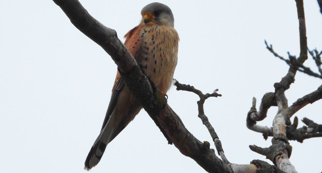 Pustułka zwyczajna, pustułka, sokół pustułka (Falco tinnunculus)