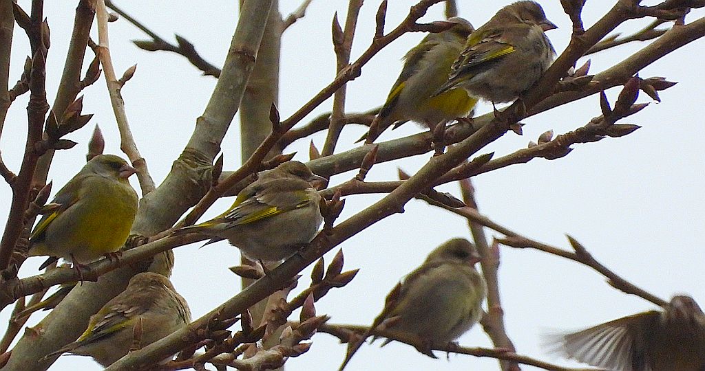 Dzwoniec zwyczajny, dzwoniec (Chloris chloris)