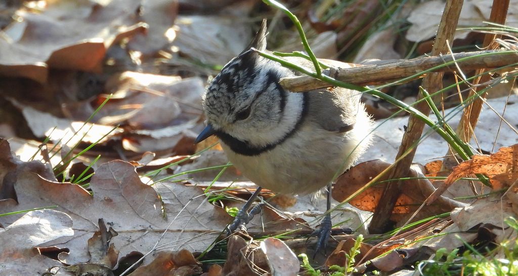 Czubatka europejska, czubatka, sikora czubatka, sikora czubata (Lophophanes cristatus)