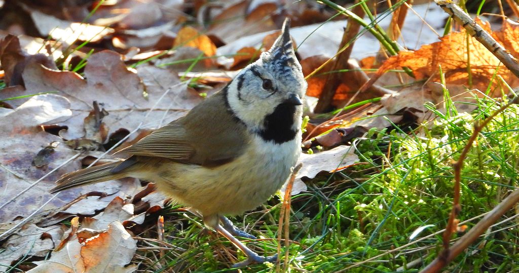 Czubatka europejska, czubatka, sikora czubatka, sikora czubata (Lophophanes cristatus)
