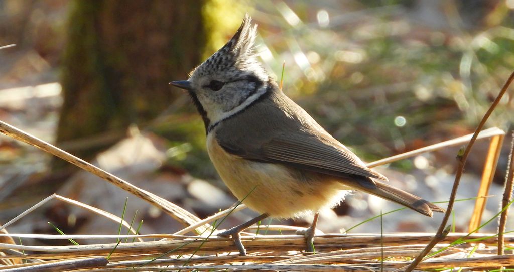 Czubatka europejska, czubatka, sikora czubatka, sikora czubata (Lophophanes cristatus)