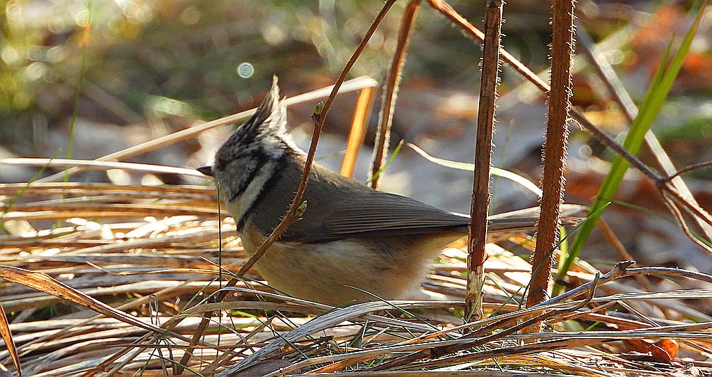 Czubatka europejska, czubatka, sikora czubatka, sikora czubata (Lophophanes cristatus)