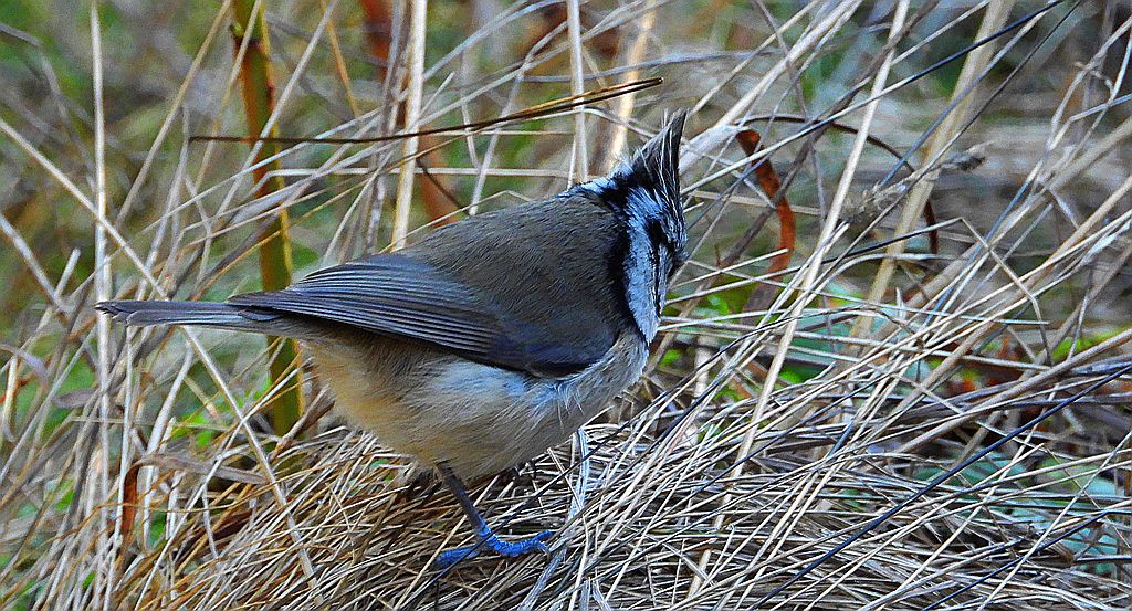 Czubatka europejska, czubatka, sikora czubatka, sikora czubata (Lophophanes cristatus)