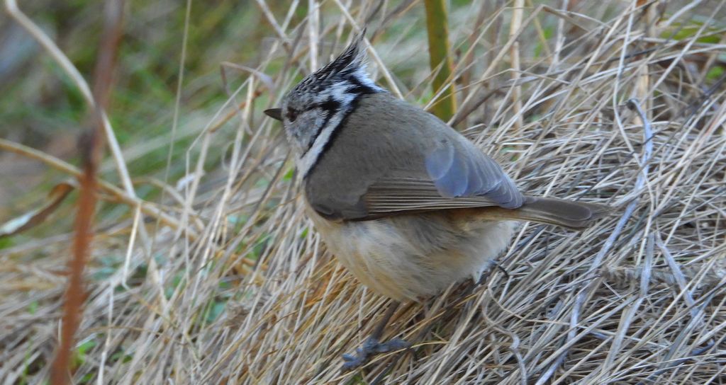Czubatka europejska, czubatka, sikora czubatka, sikora czubata (Lophophanes cristatus)