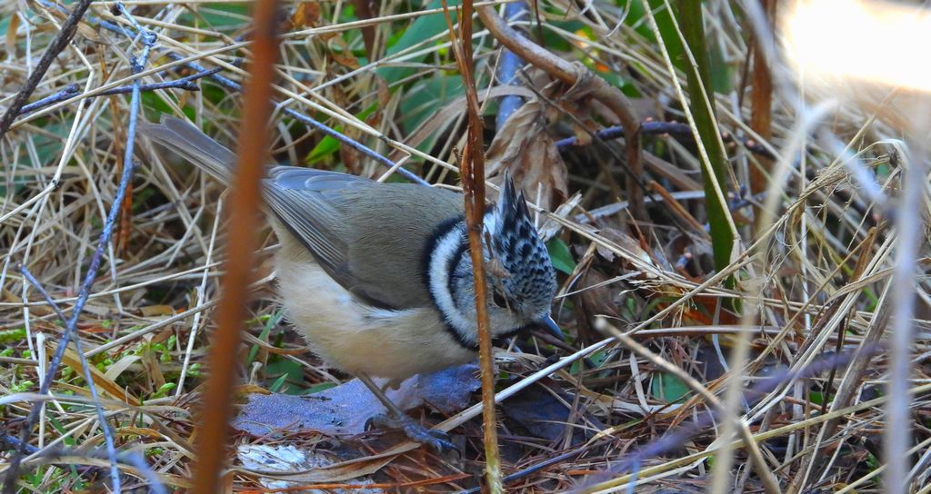 Czubatka europejska, czubatka, sikora czubatka, sikora czubata (Lophophanes cristatus)