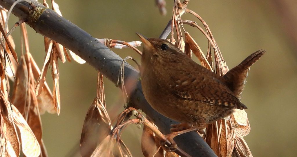 Strzyżyk zwyczajny, strzyżyk, strzyżyk woleoczko, wole oczko (Troglodytes troglodytes)