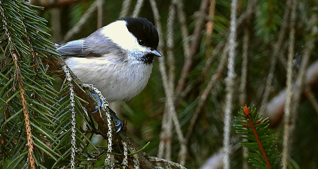 Sikora uboga, szarytka, błotniczka, sikora trzcinna (Poecile palustris)