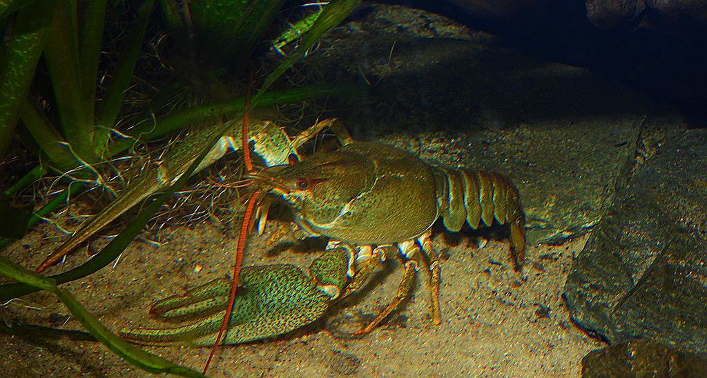 Rak błotny, rak stawowy, długoszczypcowy, krawiec (Astacus (Pontastacus)