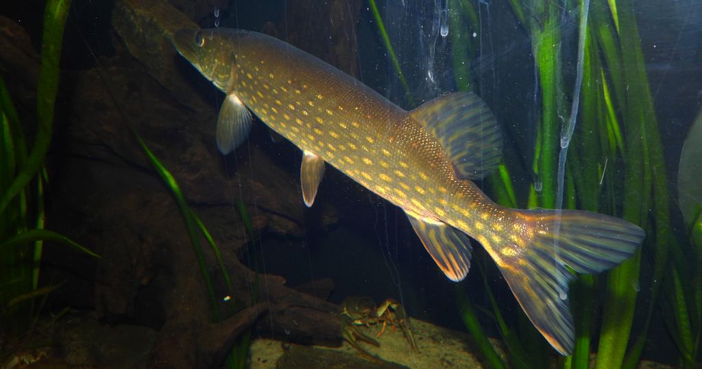 Szczupak pospolity, szczupak (Esox lucius)