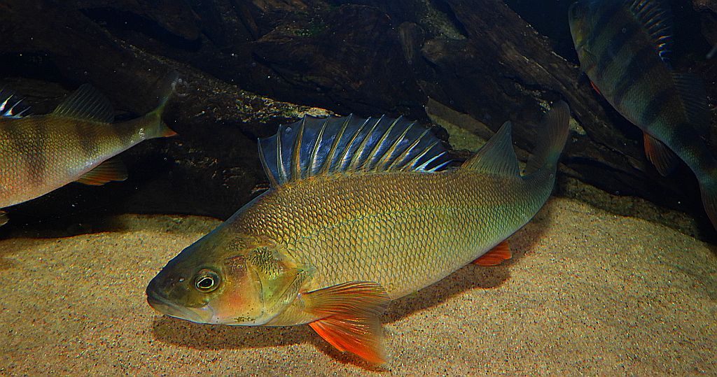 Okoń pospolity, okoń (Perca fluviatilis)