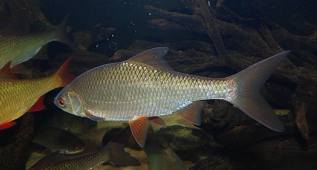 Płoć, płotka (Rutilus rutilus)