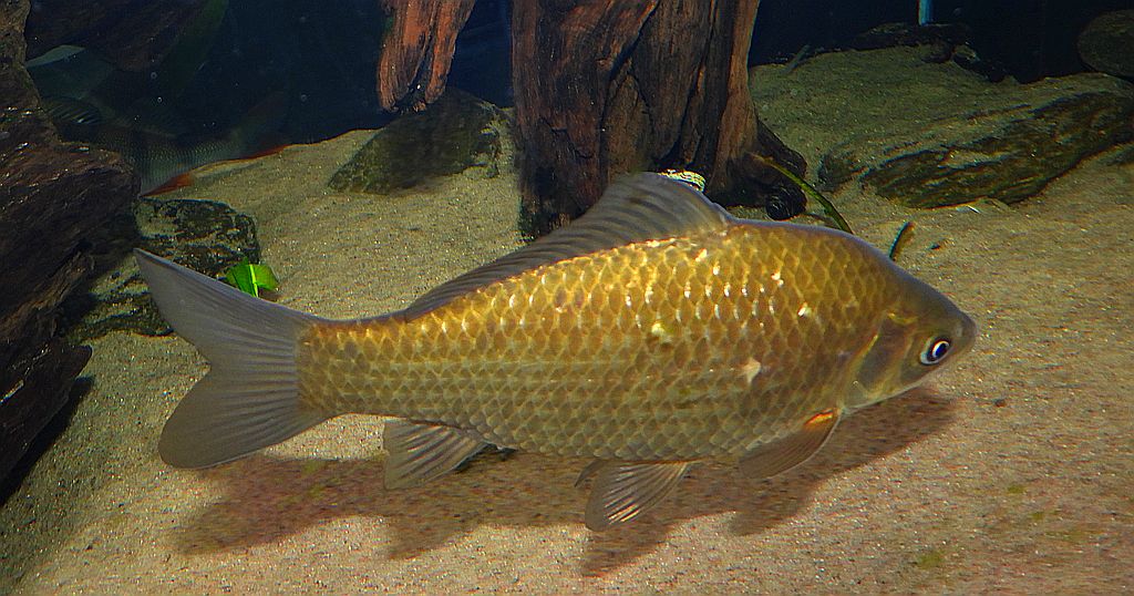 Karaś pospolity, karaś (Carassius carassius)