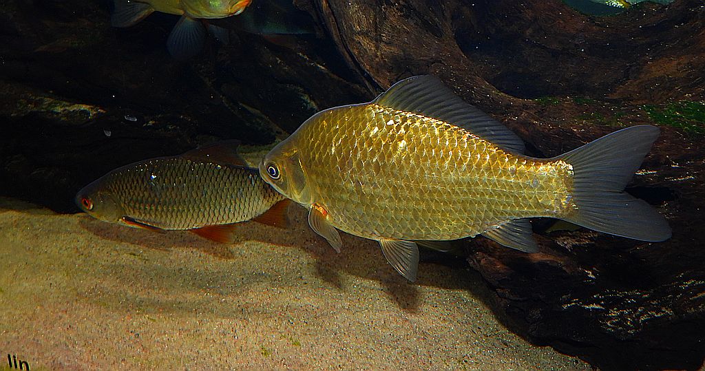 Płoć, płotka (Rutilus rutilus) i karaś pospolity, karaś (Carassius carassius)