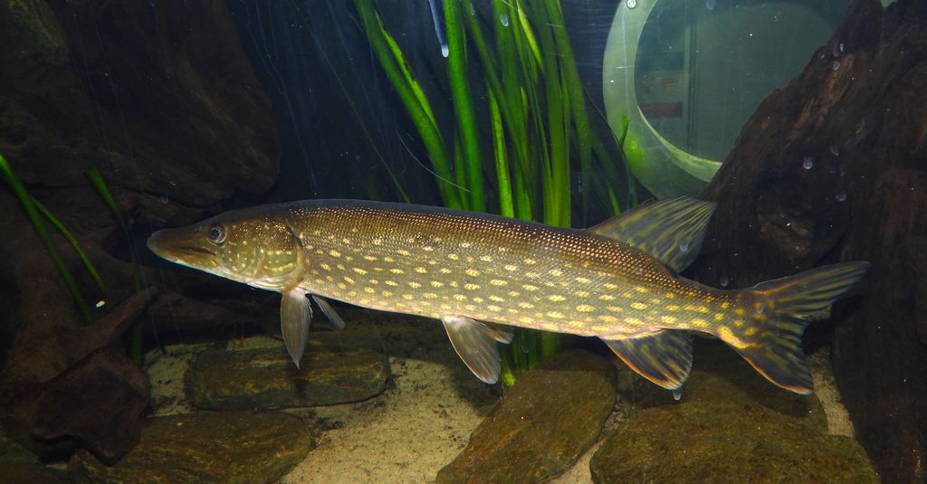 Szczupak pospolity, szczupak (Esox lucius)