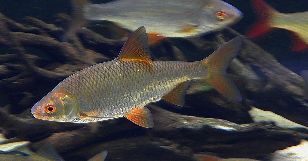 Płoć, płotka (Rutilus rutilus)