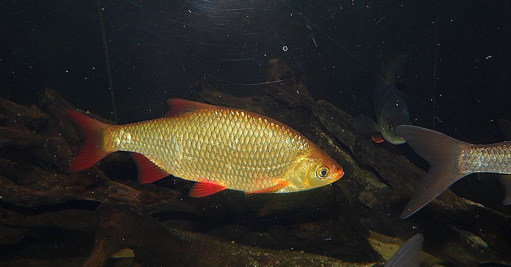 Wzdręga (Scardinius erythrophthalmus)