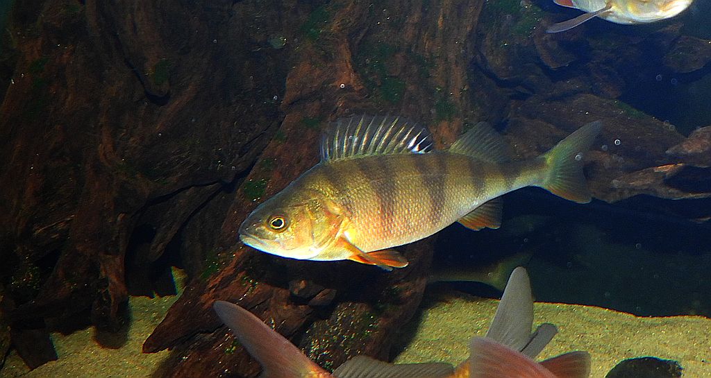 Okoń pospolity, okoń (Perca fluviatilis)