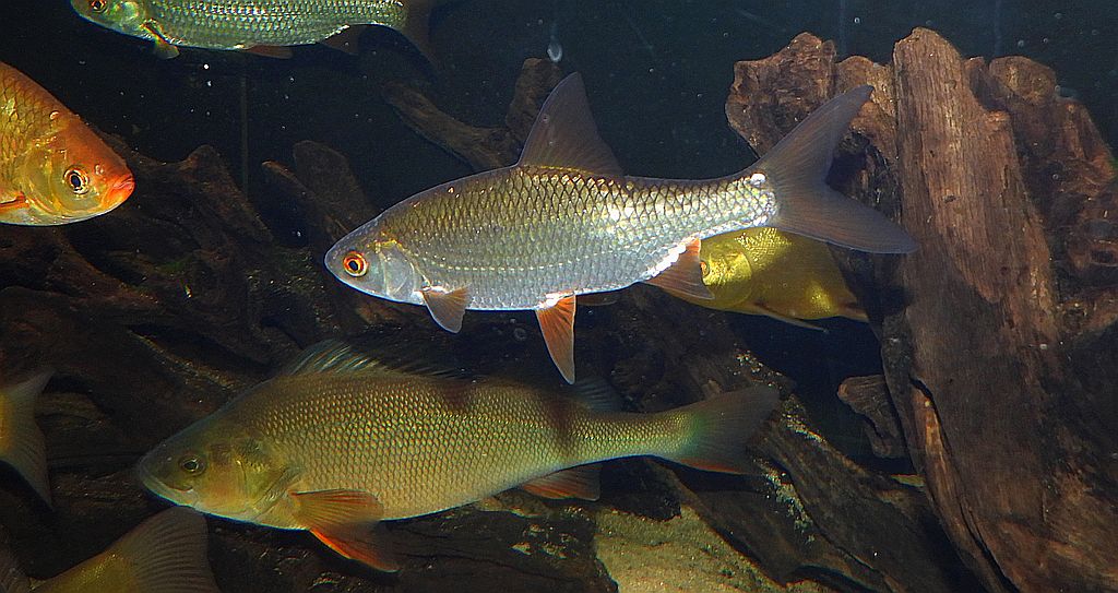 Okoń pospolity, okoń (Perca fluviatilis) i