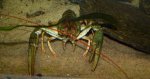 Rak błotny, rak stawowy, długoszczypcowy, krawiec (Astacus (Pontastacus)