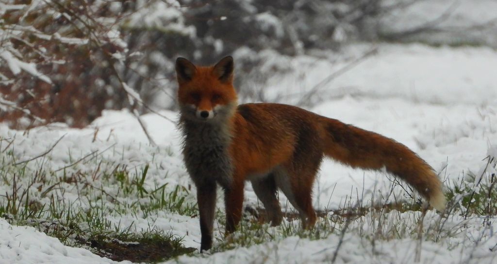 Lis rudy, lis pospolity (Vulpes vulpes)