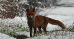 Lis rudy, lis pospolity (Vulpes vulpes)