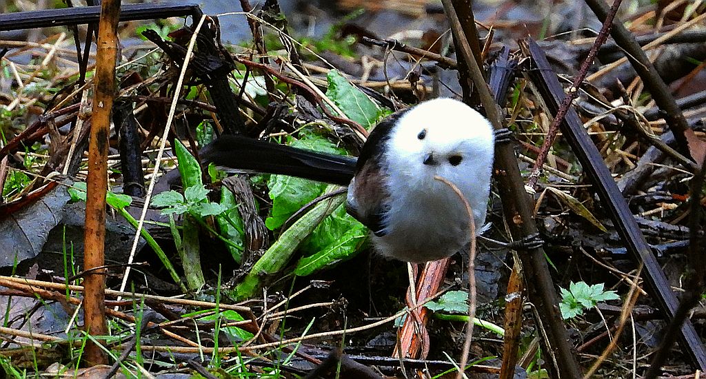 Raniuszek zwyczajny, raniuszek (Aegithalos caudatus)