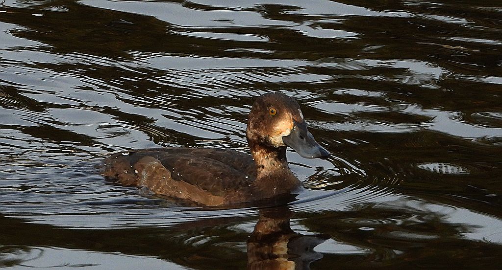 Ogorzałka zwyczajna, ogorzałka (Aythya marila)