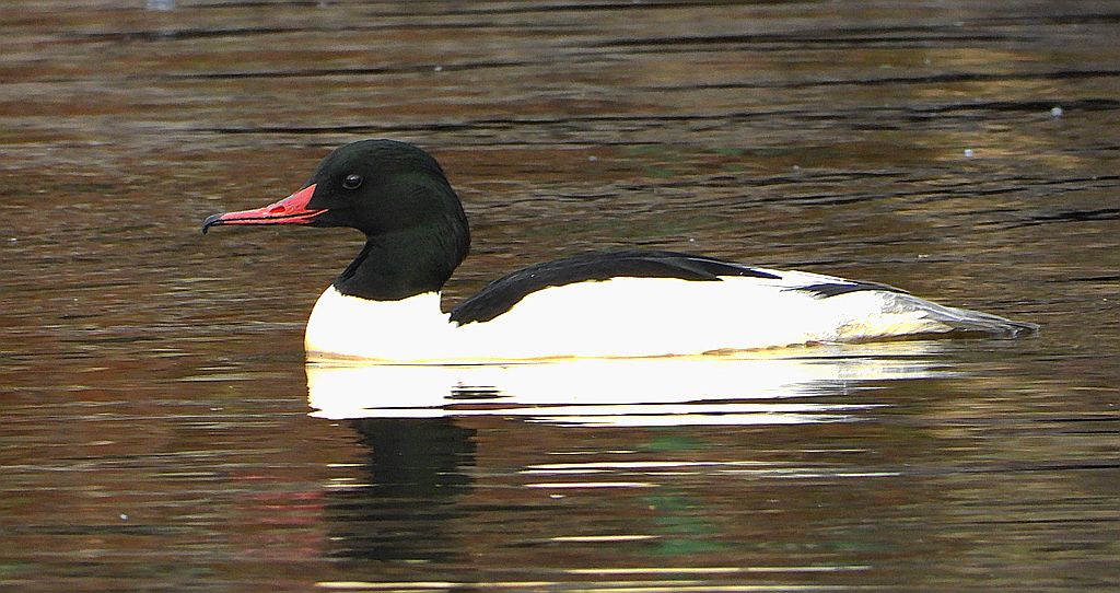 Nurogęś, tracz nurogęś (Mergus merganser)