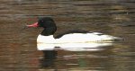 Nurogęś, tracz nurogęś (Mergus merganser)
