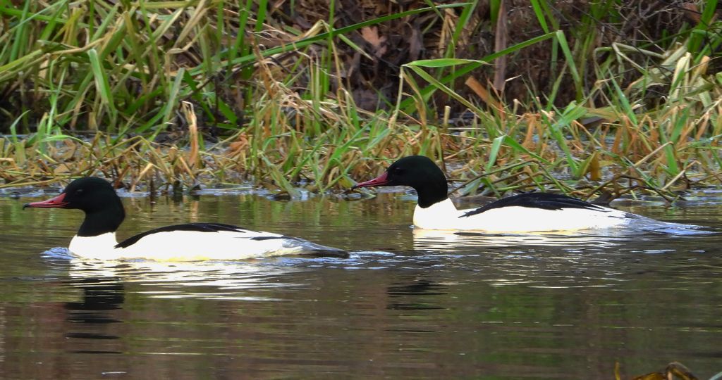 Nurogęś, tracz nurogęś (Mergus merganser)