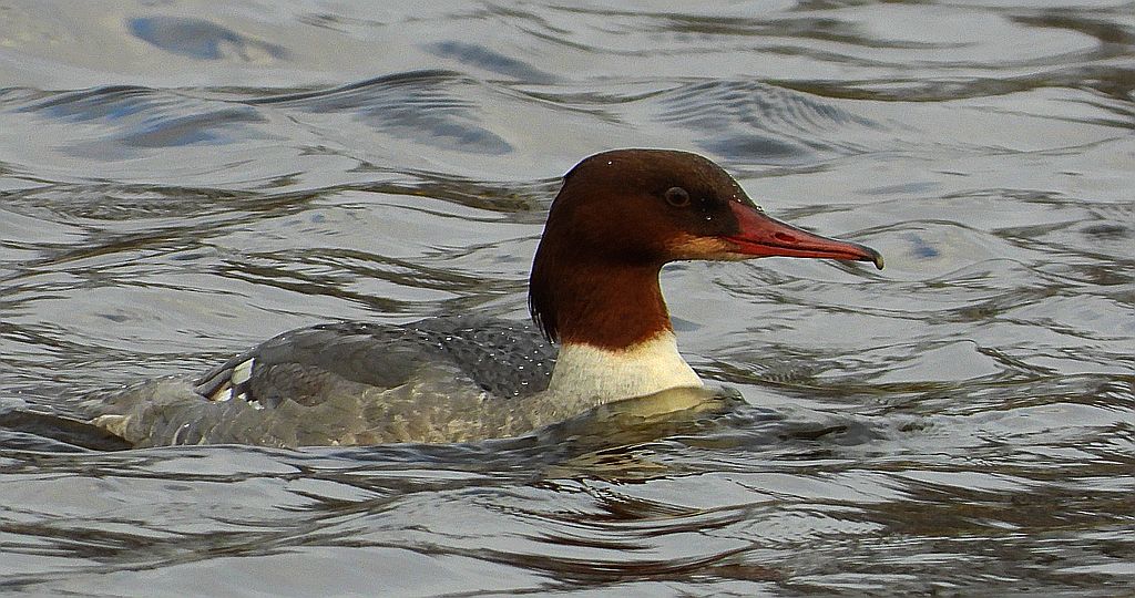 Nurogęś, tracz nurogęś (Mergus merganser)