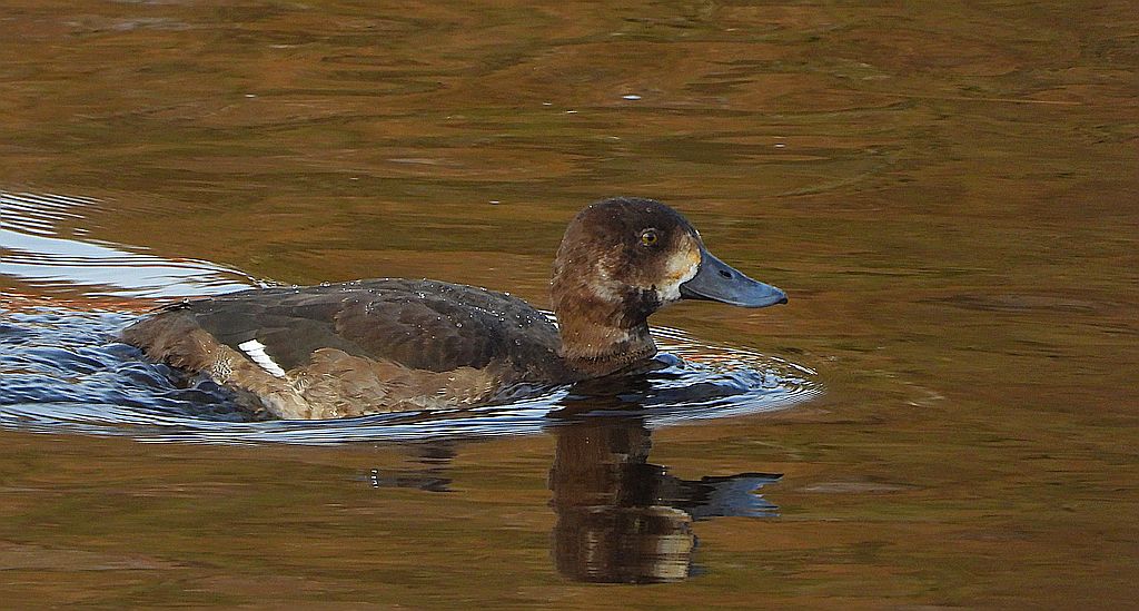 Ogorzałka zwyczajna, ogorzałka (Aythya marila)