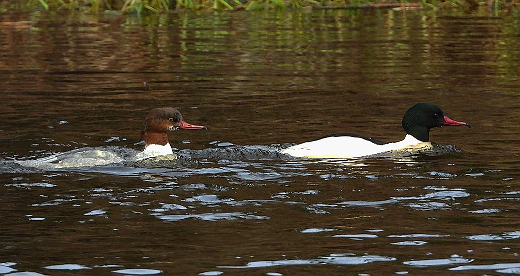 Nurogęś, tracz nurogęś (Mergus merganser)