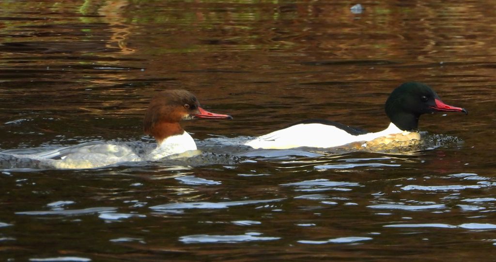 Nurogęś, tracz nurogęś (Mergus merganser)