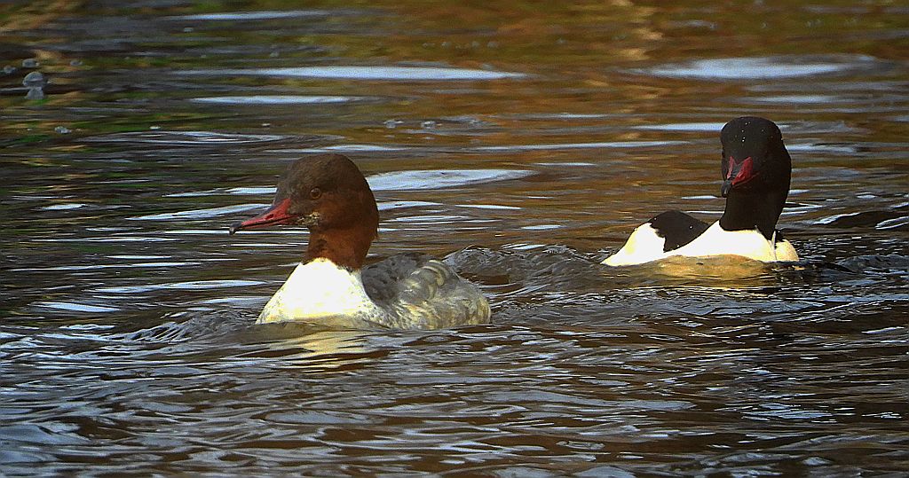 Nurogęś, tracz nurogęś (Mergus merganser)