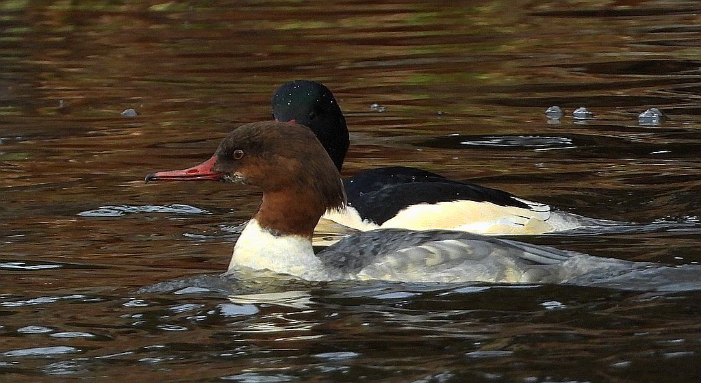 Nurogęś, tracz nurogęś (Mergus merganser)