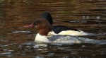 Nurogęś, tracz nurogęś (Mergus merganser)