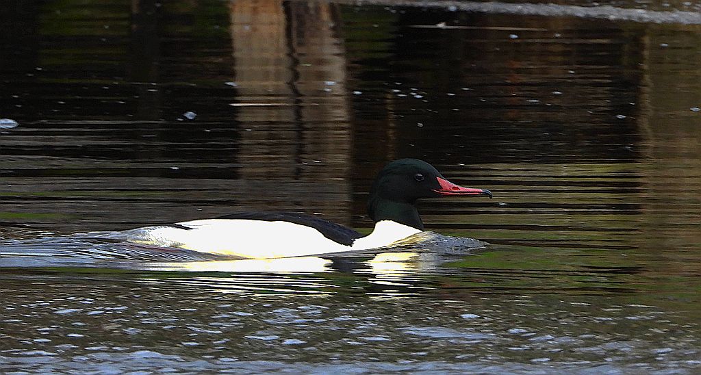 Nurogęś, tracz nurogęś (Mergus merganser)