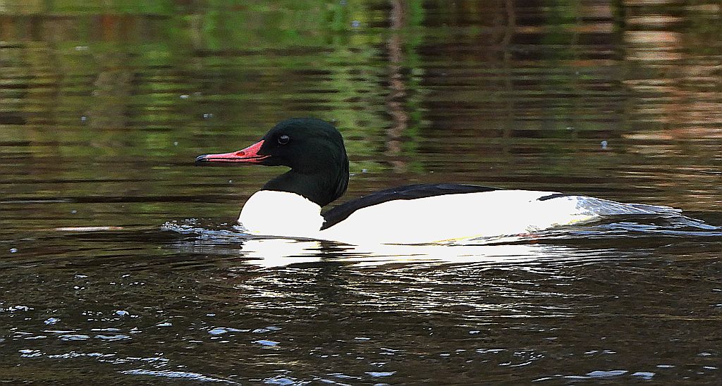 Nurogęś, tracz nurogęś (Mergus merganser)