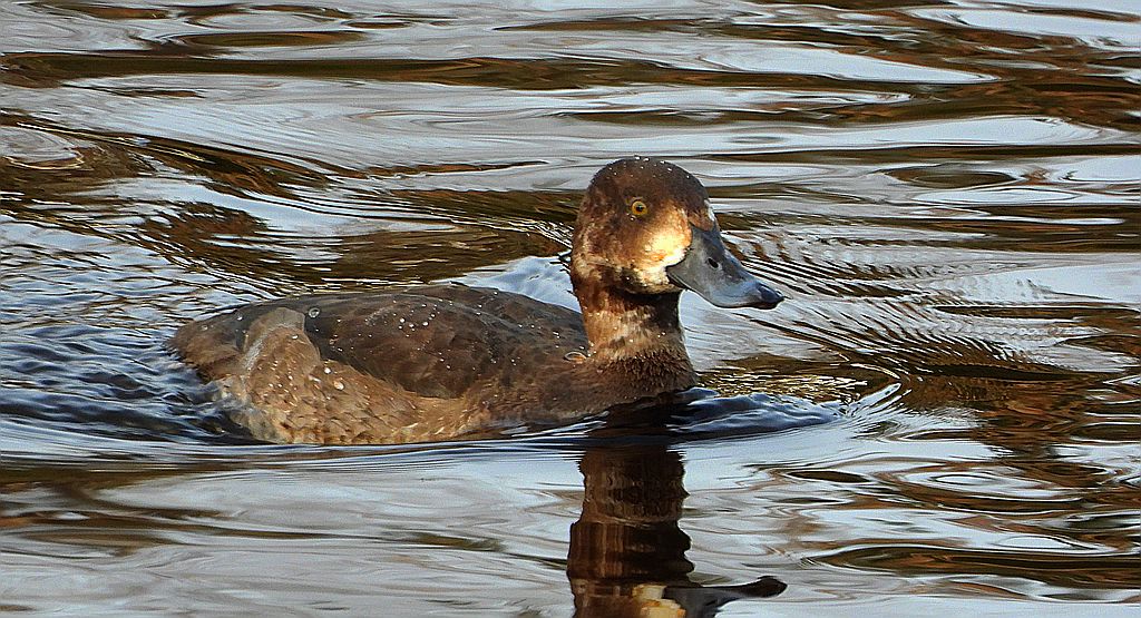 Ogorzałka zwyczajna, ogorzałka (Aythya marila)