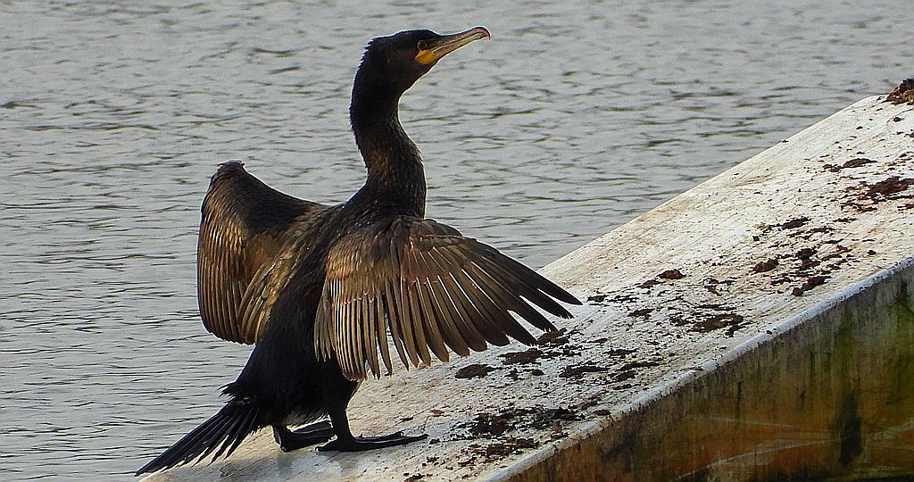 Kormoran zwyczajny, kormoran, kormoran czarny (Phalacrocorax carbo)