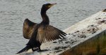 Kormoran zwyczajny, kormoran, kormoran czarny (Phalacrocorax carbo)