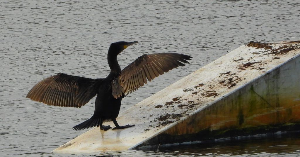 Kormoran zwyczajny, kormoran, kormoran czarny (Phalacrocorax carbo)