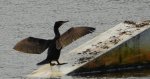 Kormoran zwyczajny, kormoran, kormoran czarny (Phalacrocorax carbo)
