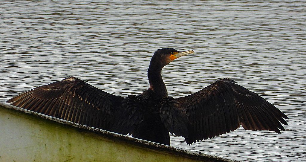 Kormoran zwyczajny, kormoran, kormoran czarny (Phalacrocorax carbo)