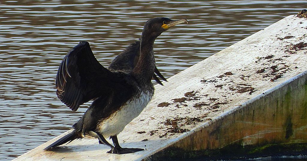 Kormoran zwyczajny, kormoran, kormoran czarny (Phalacrocorax carbo)