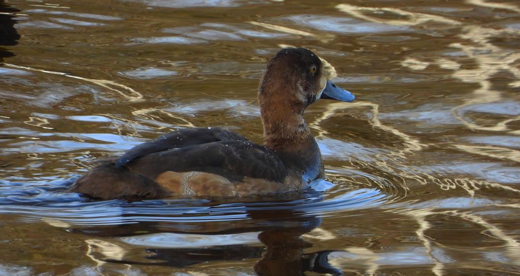 Ogorzałka zwyczajna, ogorzałka (Aythya marila)