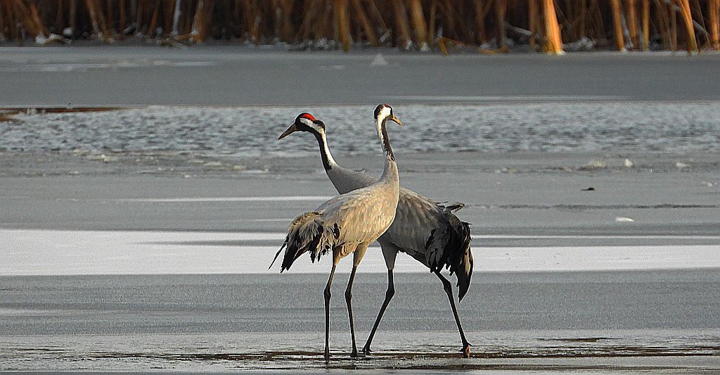 Żuraw zwyczajny, żuraw, żuraw popielaty, żuraw szary (Grus grus)